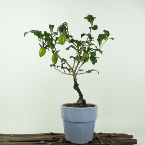 ~ V`  23cm 낤₪ Diospyros rhombifolia EKL  JLmL t`t ӏܗp Ϗܗp i 