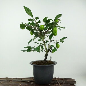 ~ V` gxm  27cm 낤₪ Diospyros rhombifolia EKL  JLmL t`t ӏܗp Ϗܗp i 