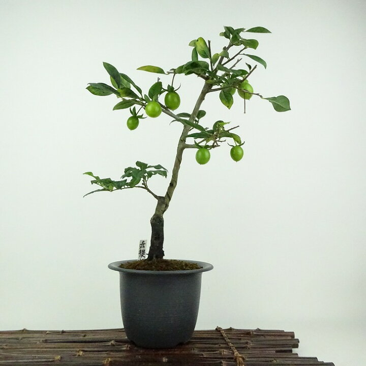 楽天市場】盆栽 老爺柿 赤提灯 樹高 約30cm ろうやがき Diospyros 