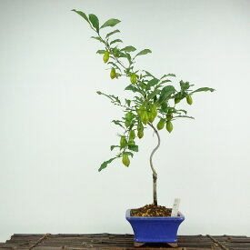 盆栽 老爺柿 彩珍 樹高 約45cm ろうやがき Diospyros rhombifolia ロウヤガキ 実物 雌木 カキノキ科 落葉〜半落葉樹 鑑賞用 観賞用 現品 送料無料