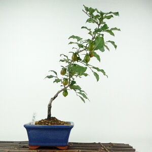 ~ V` gЂ傤  34cm 낤₪ Diospyros rhombifolia EKL   JLmL t`t ӏܗp Ϗܗp i 
