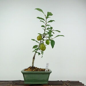 ~ V` gR  33cm 낤₪ Diospyros rhombifolia EKL   JLmL t`t ӏܗp Ϗܗp i 