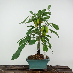 ~ V` ꗳ  36cm 낤₪ Diospyros rhombifolia EKL   JLmL t`t ӏܗp Ϗܗp i 