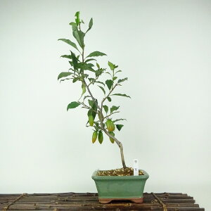 ~ V` a  45cm 낤₪ Diospyros rhombifolia EKL   JLmL t`t ӏܗp Ϗܗp i 