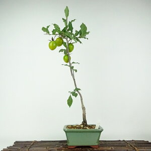 ~ V` gR  48cm 낤₪ Diospyros rhombifolia EKL   JLmL t`t ӏܗp Ϗܗp i 