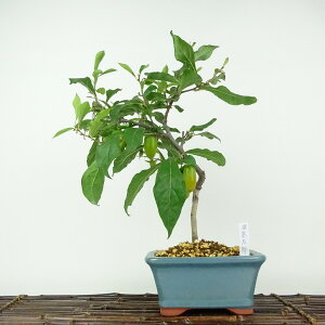 ~ V` YY  35cm 낤₪ Diospyros rhombifolia EKL   JLmL t`t ӏܗp Ϗܗp i 