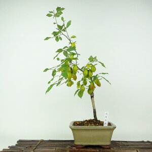 ~ V` BV  43cm 낤₪ Diospyros rhombifolia EKL   JLmL t`t ӏܗp Ϗܗp i 