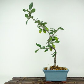盆栽 老爺柿 紅瓢 樹高 約43cm ろうやがき Diospyros rhombifolia ロウヤガキ 実物 雌木 カキノキ科 落葉〜半落葉樹 鑑賞用 観賞用 現品 送料無料