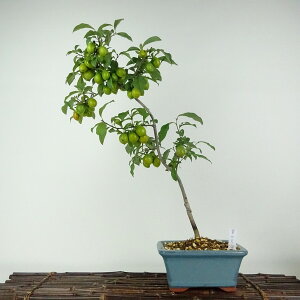 ~ V` {̓VC  48cm 낤₪ Diospyros rhombifolia EKL   JLmL t`t ӏܗp Ϗܗp i 