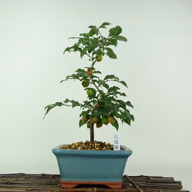 盆栽 老爺柿 紅瓢箪 樹高 約35cm ろうやがき Diospyros rhombifolia ロウヤガキ 実物 雌木 カキノキ科 落葉〜半落葉樹 鑑賞用 観賞用 現品 送料無料