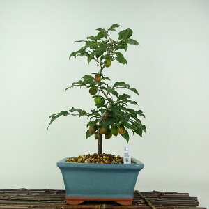 ~ V` gZ\  35cm 낤₪ Diospyros rhombifolia EKL   JLmL t`t ӏܗp Ϗܗp i 