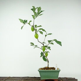 盆栽 老爺柿 彩の輝 樹高 約48cm ろうやがき Diospyros rhombifolia ロウヤガキ 実物 雌木 カキノキ科 落葉〜半落葉樹 鑑賞用 観賞用 現品 送料無料