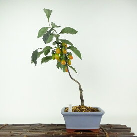 盆栽 老爺柿 鴉葉瓢箪 樹高 約40cm ろうやがき Diospyros rhombifolia ロウヤガキ 実物 雌木 カキノキ科 落葉〜半落葉樹 鑑賞用 観賞用 現品 送料無料