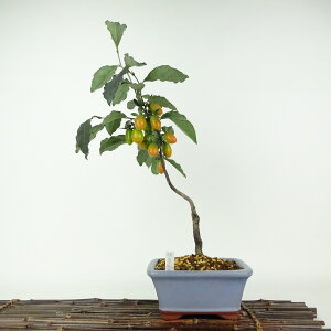 ~ V` tZ\  40cm 낤₪ Diospyros rhombifolia EKL   JLmL t`t ӏܗp Ϗܗp i 