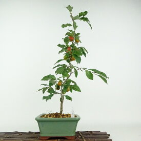 盆栽 老爺柿 紅瓢箪 樹高 約40cm ろうやがき Diospyros rhombifolia ロウヤガキ 実物 雌木 カキノキ科 落葉〜半落葉樹 鑑賞用 観賞用 現品 送料無料