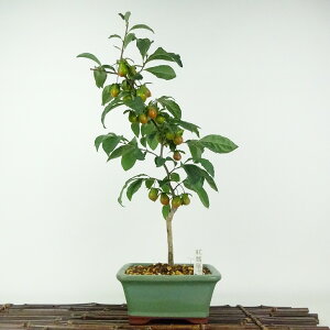 ~ V` gZ\  40cm 낤₪ Diospyros rhombifolia EKL   JLmL t`t ӏܗp Ϗܗp i 
