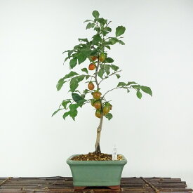 盆栽 老爺柿 紅瓢箪 樹高 約45cm ろうやがき Diospyros rhombifolia ロウヤガキ 実物 雌木 カキノキ科 落葉〜半落葉樹 鑑賞用 観賞用 現品 送料無料