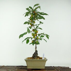 盆栽 老爺柿 紅瓢箪 樹高 約40cm ろうやがき Diospyros rhombifolia ロウヤガキ 実物 雌木 カキノキ科 落葉〜半落葉樹 鑑賞用 観賞用 現品 送料無料