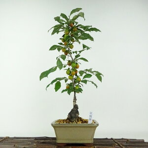 ~ V` gZ\  40cm 낤₪ Diospyros rhombifolia EKL   JLmL t`t ӏܗp Ϗܗp i 