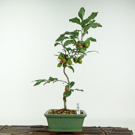 盆栽 老爺柿 紅瓢箪 樹高 約38cm ろうやがき Diospyros rhombifolia ロウヤガキ 実物 雌木 カキノキ科 落葉〜半落葉樹 鑑賞用 観賞用 現品 送料無料