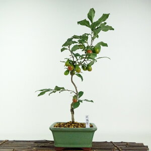 ~ V` gZ\  38cm 낤₪ Diospyros rhombifolia EKL   JLmL t`t ӏܗp Ϗܗp i 
