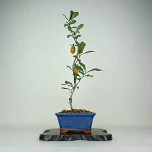 ~ V` 琬Z\  50cm 낤₪ Diospyros rhombifolia EKL   JLmL t`t ӏܗp Ϗܗp i 