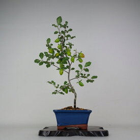 盆栽 老爺柿 富士紅 樹高 約43cm ろうやがき Diospyros rhombifolia ロウヤガキ 実物 雌木 カキノキ科 落葉〜半落葉樹 鑑賞用 観賞用 現品 送料無料