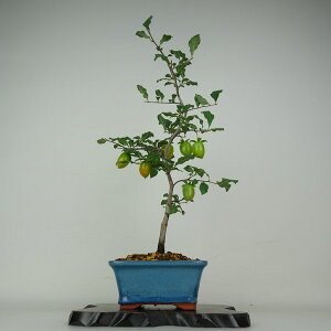 ~ V` xmg  43cm 낤₪ Diospyros rhombifolia EKL   JLmL t`t ӏܗp Ϗܗp i 