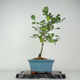 盆栽 老爺柿 富士紅 樹高 約47cm ろうやがき Diospyros rhombifolia ロウヤガキ 実物 雌木 カキノキ科 落葉〜半落葉樹 鑑賞用 観賞用 現品 送料無料