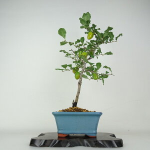~ V` xmg  47cm 낤₪ Diospyros rhombifolia EKL   JLmL t`t ӏܗp Ϗܗp i 