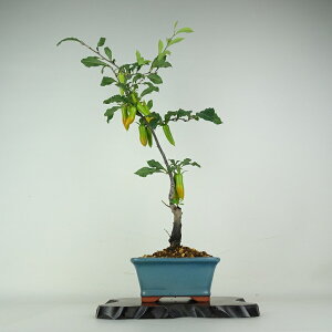 盆栽 老爺柿 夢の雫 樹高 約55cm ろうやがき Diospyros rhombifolia ロウヤガキ 実物 雌木 カキノキ科 落葉〜半落葉樹 鑑賞用 観賞用 現品 送料無料