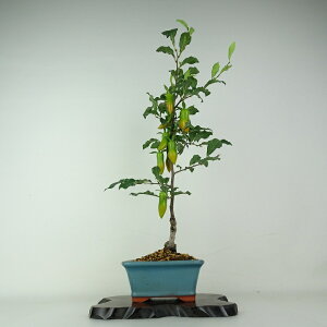 ~ V` ̎  51cm 낤₪ Diospyros rhombifolia EKL   JLmL t`t ӏܗp Ϗܗp i 