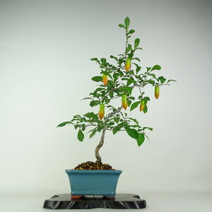 ~ V` ̎  45cm 낤₪ Diospyros rhombifolia EKL   JLmL t`t ӏܗp Ϗܗp i 