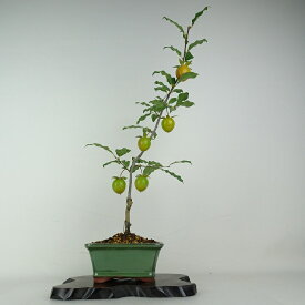 盆栽 老爺柿 紅涼山 樹高 約52cm ろうやがき Diospyros rhombifolia ロウヤガキ 実物 雌木 カキノキ科 落葉〜半落葉樹 鑑賞用 観賞用 現品 送料無料