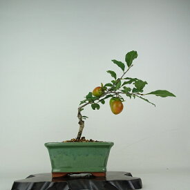 盆栽 老爺柿 紅涼山 樹高 約23cm ろうやがき Diospyros rhombifolia ロウヤガキ 実物 雌木 カキノキ科 落葉〜半落葉樹 鑑賞用 観賞用 現品 送料無料