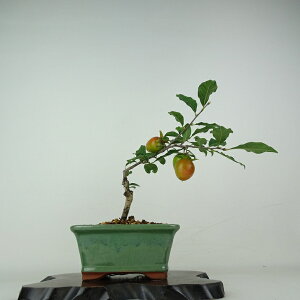 ~ V` gR  23cm 낤₪ Diospyros rhombifolia EKL   JLmL t`t ӏܗp Ϗܗp i 