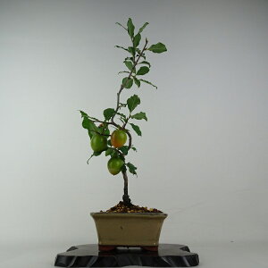 ~ V` gR  45cm 낤₪ Diospyros rhombifolia EKL   JLmL t`t ӏܗp Ϗܗp i 