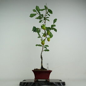 盆栽 老爺柿 国王 樹高 約49cm ろうやがき Diospyros rhombifolia ロウヤガキ 実物 雌木 カキノキ科 落葉〜半落葉樹 鑑賞用 観賞用 現品 送料無料