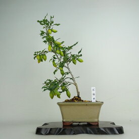 盆栽 老爺柿 紅福平 樹高 約42cm ろうやがき Diospyros rhombifolia ロウヤガキ 実物 雌木 カキノキ科 落葉〜半落葉樹 鑑賞用 観賞用 現品 送料無料