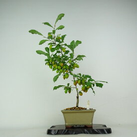 盆栽 老爺柿 彩珍 樹高 約47cm ろうやがき Diospyros rhombifolia ロウヤガキ 実物 雌木 カキノキ科 落葉〜半落葉樹 鑑賞用 観賞用 現品 送料無料