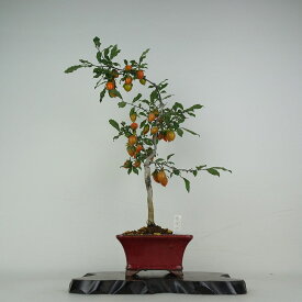 盆栽 老爺柿 赤ずきん 樹高 約45cm ろうやがき Diospyros rhombifolia ロウヤガキ 実物 雌木 カキノキ科 落葉〜半落葉樹 鑑賞用 観賞用 現品 送料無料