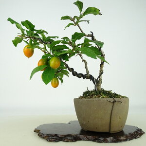 ~ V`  15cm 낤₪ Diospyros rhombifolia EKL   JLmL t`t Ϗܗp i i 