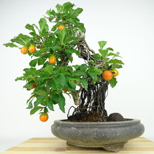 ~ V` kM  36cm 낤₪ Diospyros rhombifolia EKL    JLmL t`t Ϗܗp i
