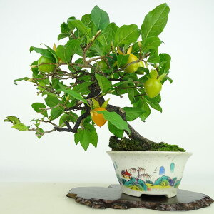 ~ V`  21cm 낤₪ Diospyros rhombifolia EKL   JLmL t`t Ϗܗp i