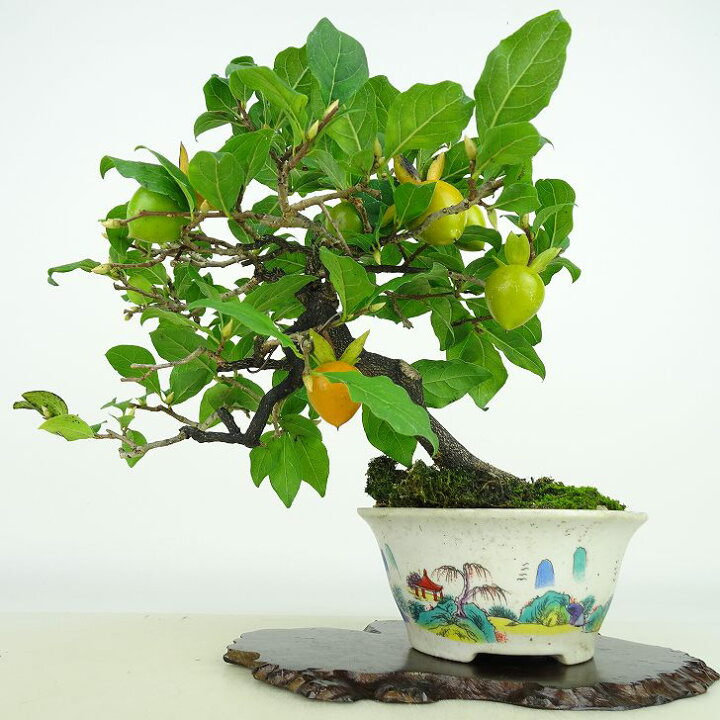 楽天市場】盆栽 老爺柿 樹高 約21cm ろうやがき Diospyros rhombifolia 