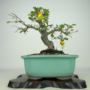 ~ V`  26cm 낤₪ Diospyros rhombifolia EKL   JLmL t`t Ϗܗp i 