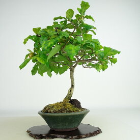 盆栽 老爺柿 樹高 約24cm ろうやがき Diospyros rhombifolia ロウヤガキ 実物 雌木 カキノキ科 落葉〜半落葉樹 観賞用 現品 送料無料
