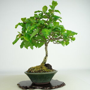 ~ V`  24cm 낤₪ Diospyros rhombifolia EKL   JLmL t`t Ϗܗp i 