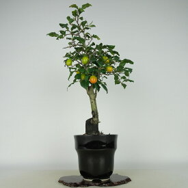 盆栽 老爺柿 大雄 樹高 約37cm ろうやがき Diospyros rhombifolia ロウヤガキ 実物 雌木 カキノキ科 落葉〜半落葉樹 観賞用 現品 送料無料