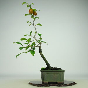 ~ V` gЂ傤  26cm 낤₪ Diospyros rhombifolia EKL   JLmL t`t Ϗܗp i 